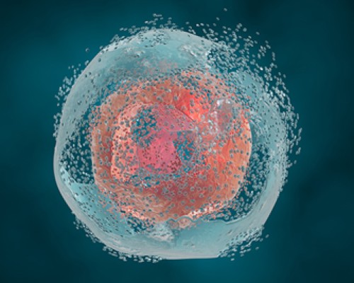 cell senescence